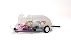 Wall Huging Mouse